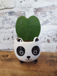 Sass and Belle Mini Panda planter/Plant Pot