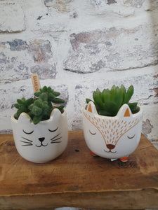 Sass and Belle Cats Whiskers Mini Plant Pot