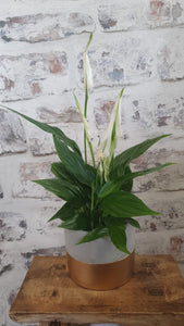 Peace Lily indoor Plant 10cm