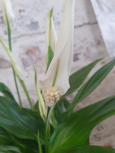 Peace Lily indoor Plant 10cm
