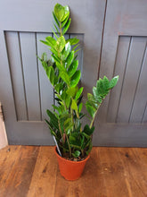 Load image into Gallery viewer, Large ZZ - Zamio Zamioculcas indoor plant