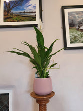 Load image into Gallery viewer, Large Peace Lily Indoor plant