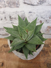 Load image into Gallery viewer, Spider Haworthia white  indoor plant