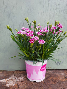 Dianthus 'Pink kisses' highly scented outdoor plant *CLICK AND COLLECT ONLY*