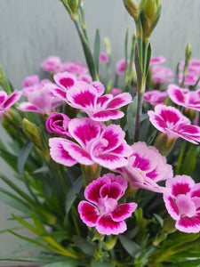 Dianthus 'Pink kisses' highly scented outdoor plant *CLICK AND COLLECT ONLY*