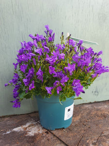 Campanula outdoor plant - CLICK AND COLLECT ONLY