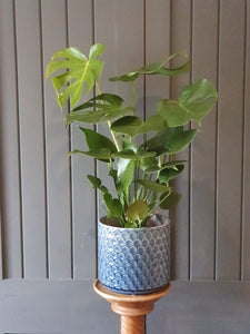Gisela Graham navy honeycomb ceramic pot cover/plant pot