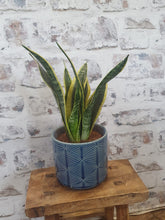 Load image into Gallery viewer, Sansevieria Superba Mother In Laws Tongue indoor plant 13cm