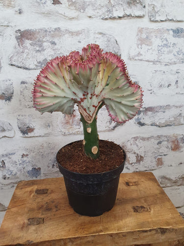 Mermaid Tail Euphorbia Lactea 'Cristata' cactus/succulent indoor plant 11cm
