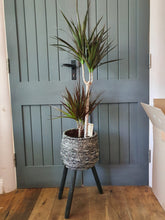 Load image into Gallery viewer, Dracaena &#39;Marginata&#39; Dragon Tree - indoor plant - CLICK AND COLLECT FROM SHOP