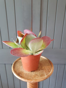 Kalanchoe Flapjack/paddle plant Succulent Indoor or outdoor