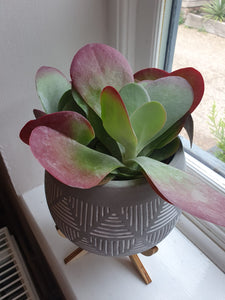 Kalanchoe Flapjack/paddle plant Succulent Indoor or outdoor