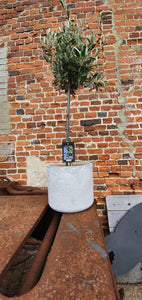 Medium Standard Olive Tree - CLICK AND COLLECT ONLY