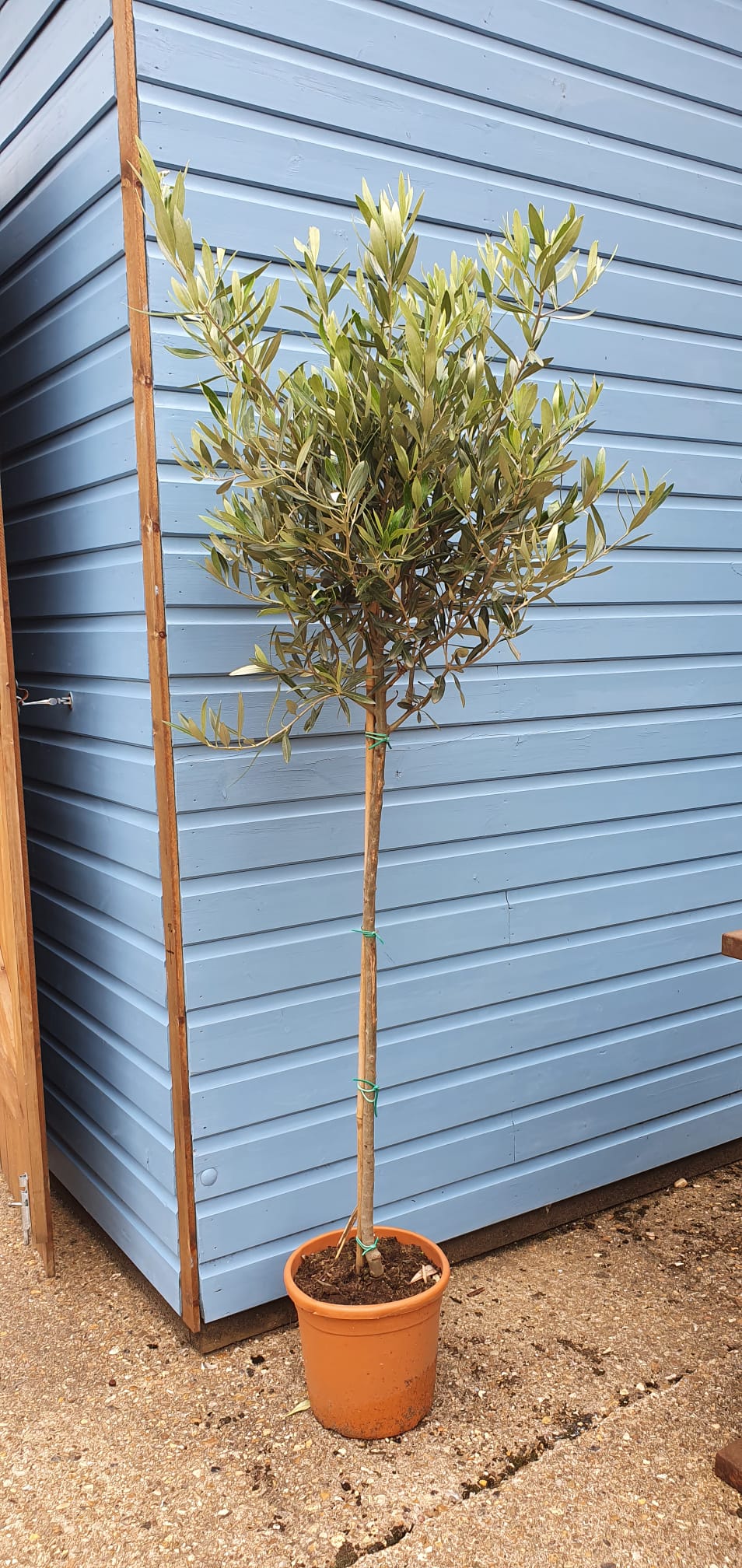 Large Standard Olive Tree - CLICK AND COLLECTION ONLY DUE TO SIZE