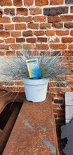 Load image into Gallery viewer, Festuca Glauca Compact Intense Blue Grass *CLICK AND COLLECT ONLY*