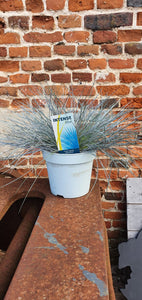 Festuca Glauca Compact Intense Blue Grass *CLICK AND COLLECT ONLY*