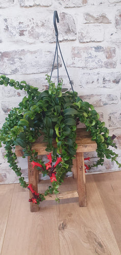 Aeschynanthus Radicans - Twister/Rasta Lipstick Hanging Indoor Plant 15cm *NOT CURRENTLY IN FLOWER*