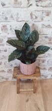 Load image into Gallery viewer, Calathea Ornata Sanderiana &#39;Pinstripe&#39; indoor plant 14cm
