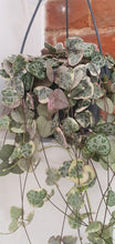 Load image into Gallery viewer, Variegated String of hearts / Ceropegia Woodii indoor plant 14cm