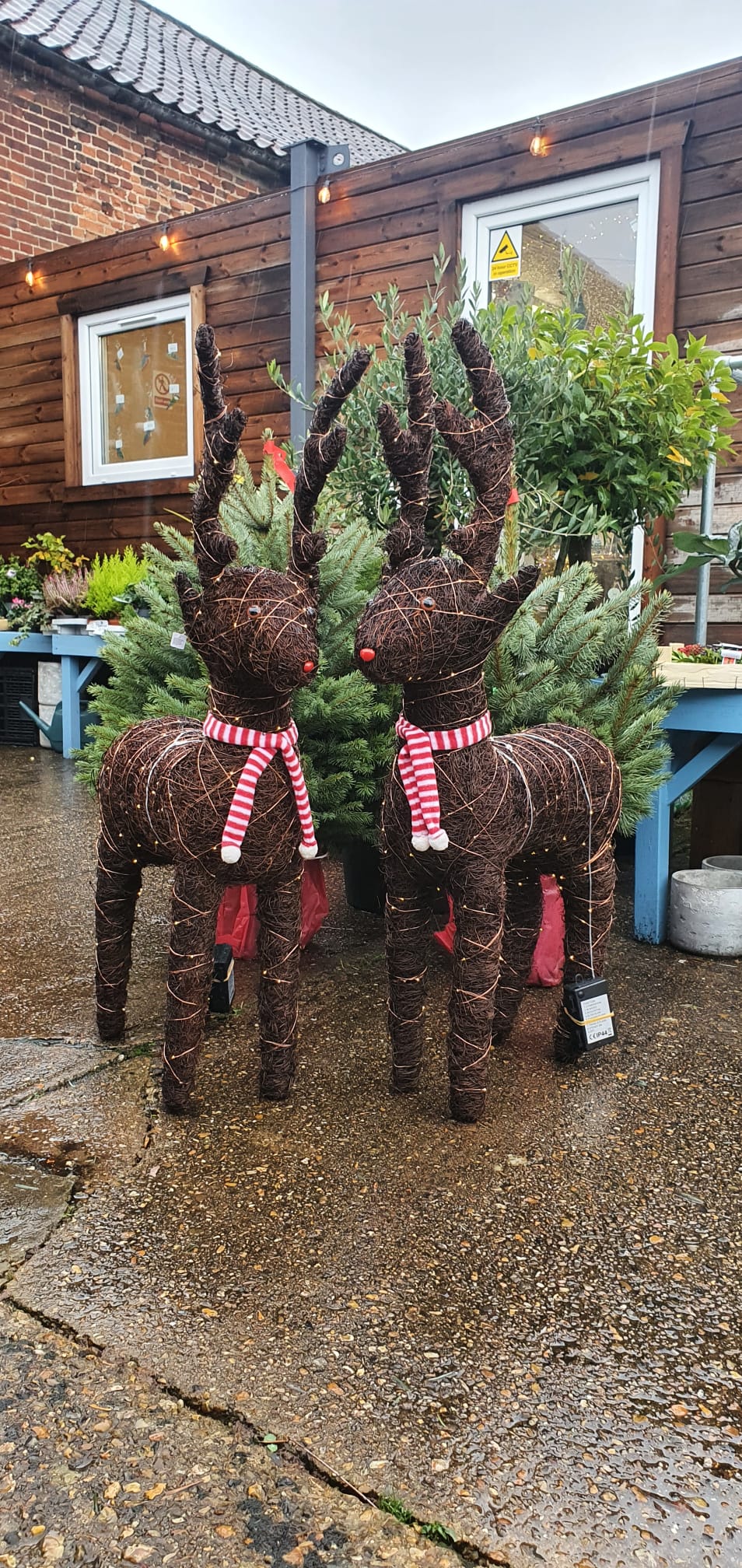 Large light up Christmas Reindeer *CLICK AND COLLECT ONLY