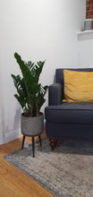 Load image into Gallery viewer, Large ZZ - Zamio Zamioculcas indoor plant