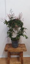 Load image into Gallery viewer, Highly Scented Jasmine - Indoor plant white or pink passion