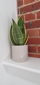 Sansevieria Superba Mother In Laws Tongue indoor plant 13cm