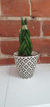 Load image into Gallery viewer, Baby Sansevieria Cylindrica Braided/plaited Indoor Snake Plant