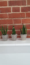 Load image into Gallery viewer, Baby Sansevieria Cylindrica Braided/plaited Indoor Snake Plant