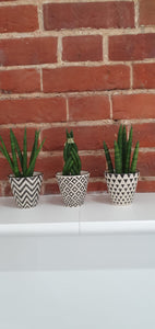 Baby Sansevieria Cylindrica Indoor Snake Plant
