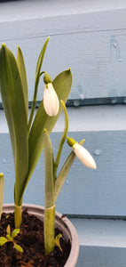 Spring Bulbs - Snowdrops
