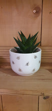 Load image into Gallery viewer, Haworthia Limifolia indoor plant