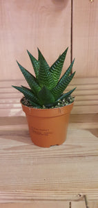Haworthia Limifolia indoor plant