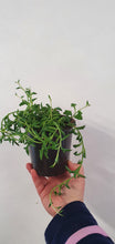 Load image into Gallery viewer, Senecio Peregrinus - String of Dolphins/Jumping Dolphins indoor plant 12cm