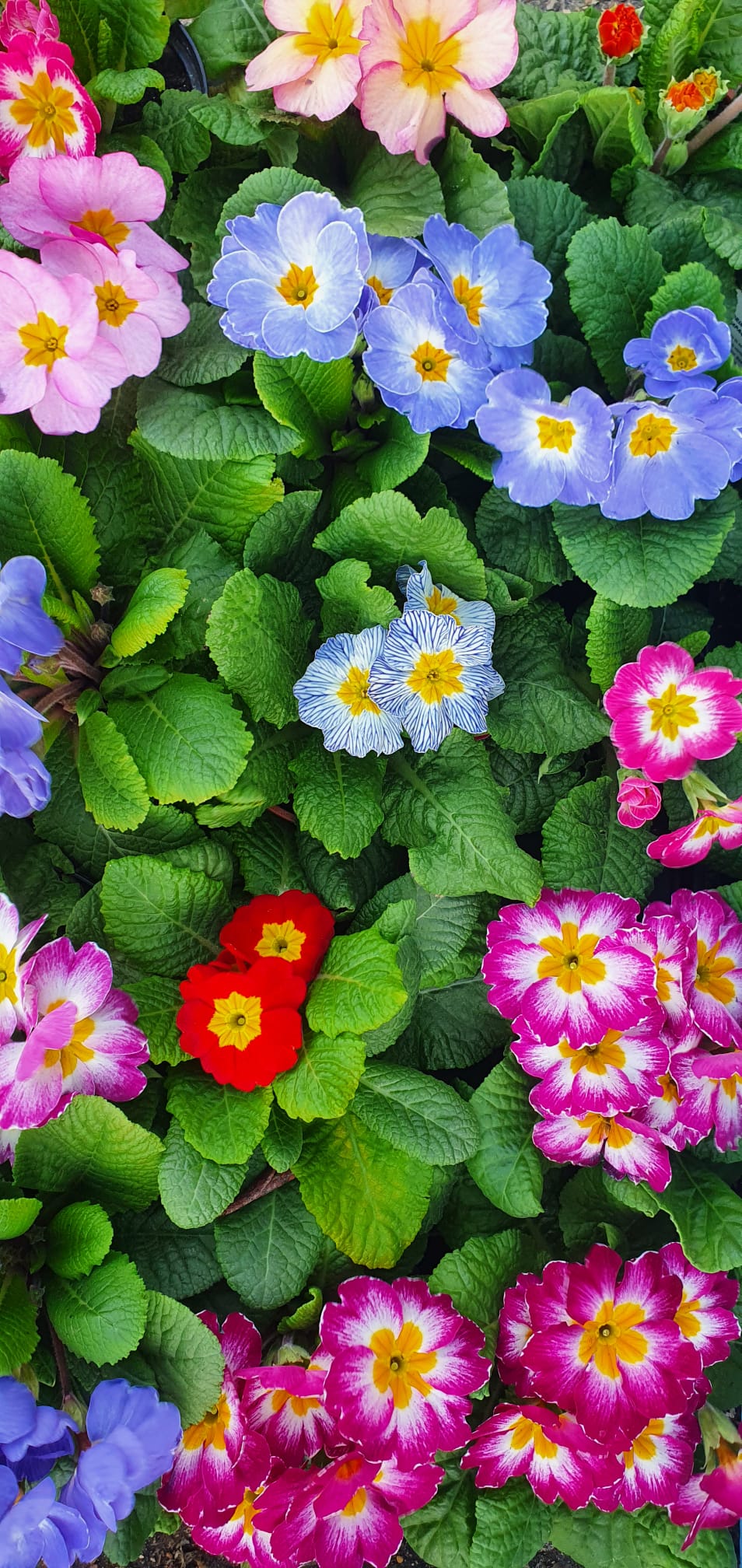Primula/Primrose  - CLICK AND COLLECT FROM SHOP ONLY