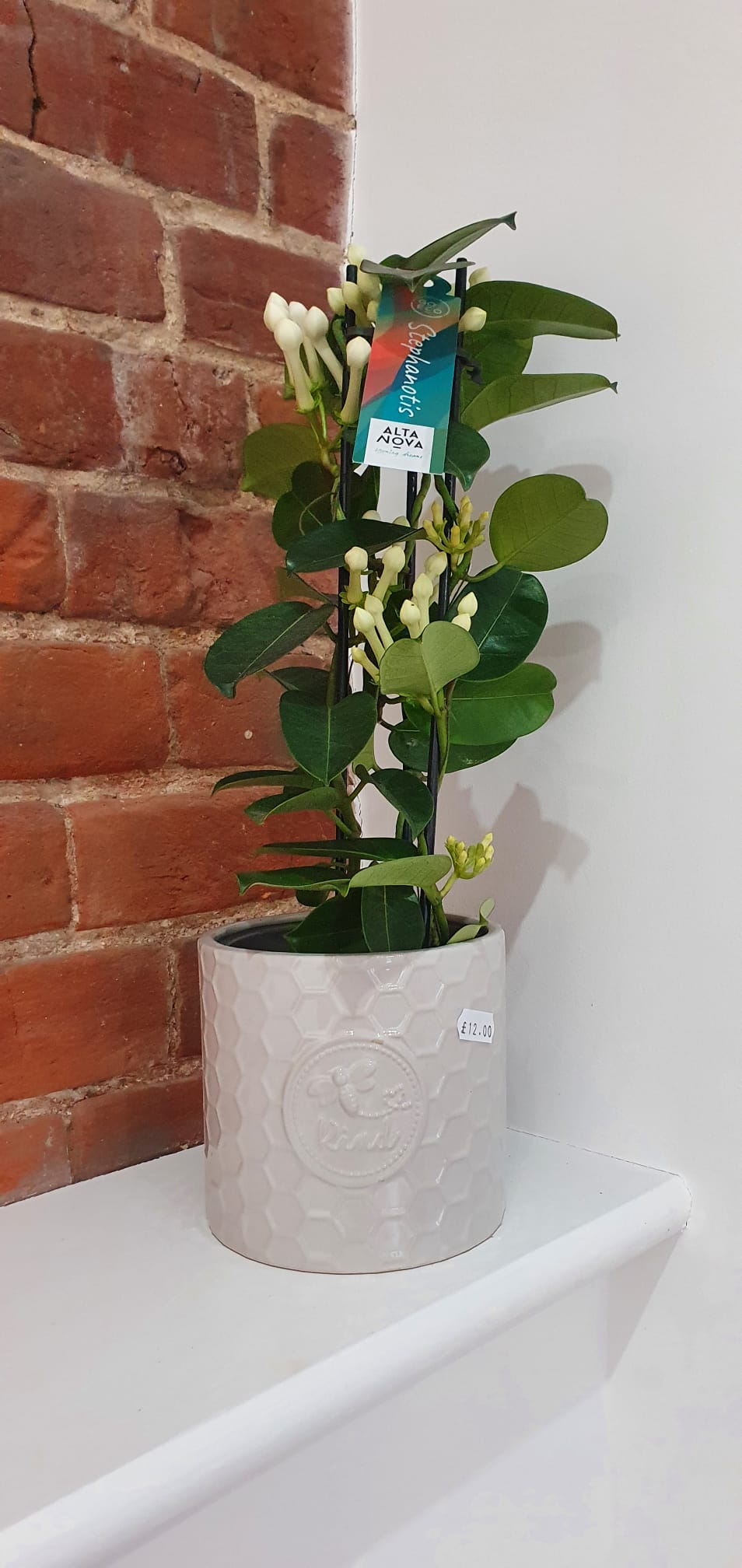 Stephanotis - Madagascar Jasmine scented indoor plant