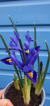 Load image into Gallery viewer, Spring Bulb - Iris