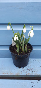 Spring Bulbs - Snowdrops