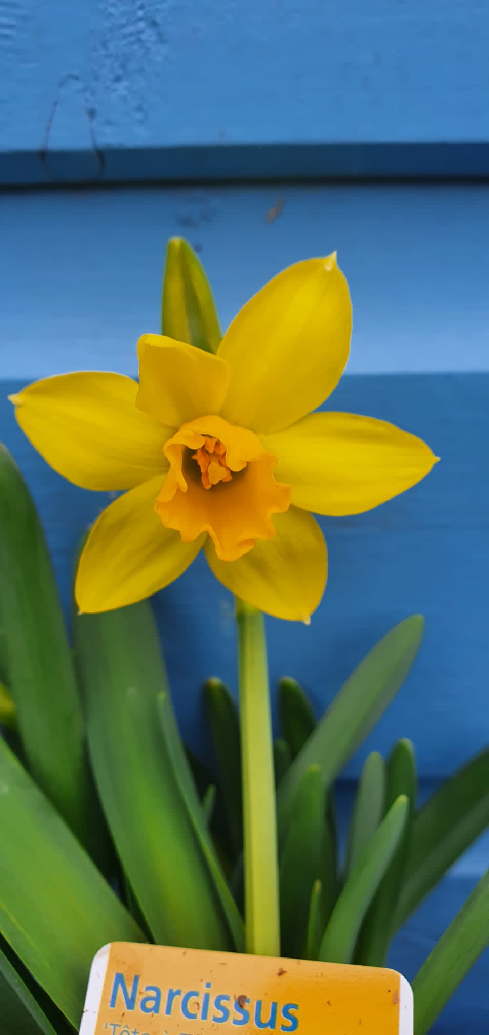 Spring Bulbs - Tete a Tete (miniature Daffodil) bulbs *AVAILABLE FOR CLICK AND COLLECT ONLY*