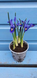 Spring Bulb - Iris