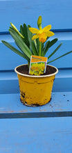 Load image into Gallery viewer, Spring Bulbs - Tete a Tete (miniature Daffodil) bulbs *AVAILABLE FOR CLICK AND COLLECT ONLY*