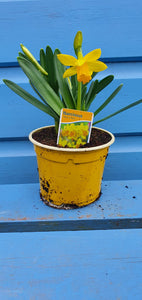 Spring Bulbs - Tete a Tete (miniature Daffodil) bulbs *AVAILABLE FOR CLICK AND COLLECT ONLY*