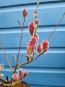 Salix 'Mount Aso' pink pussy willow outdoor plant *CLICK AND COLLECT ONLY