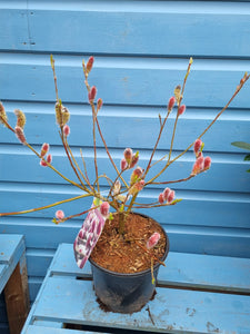Salix 'Mount Aso' pink pussy willow outdoor plant *CLICK AND COLLECT ONLY