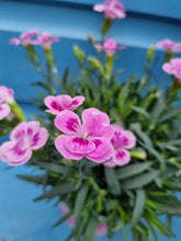 Load image into Gallery viewer, Dianthus &#39;Pink kisses&#39; highly scented outdoor plant *CLICK AND COLLECT ONLY*