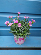 Load image into Gallery viewer, Dianthus &#39;Pink kisses&#39; highly scented outdoor plant *CLICK AND COLLECT ONLY*