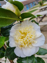 Load image into Gallery viewer, Camelia - shrub *CLICK AND COLLECT ONLY