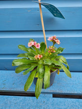 Load image into Gallery viewer, lewisia outdoor plant - CLICK &amp; COLLECT ONLY