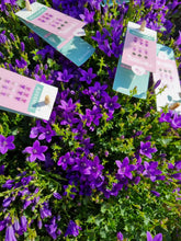 Load image into Gallery viewer, Campanula outdoor plant - CLICK AND COLLECT ONLY