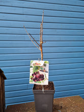 Load image into Gallery viewer, Dwarf Cherry Tree *CLICK AND COLLECT ONLY*